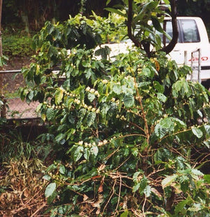 Coffee plant at Santa Elena