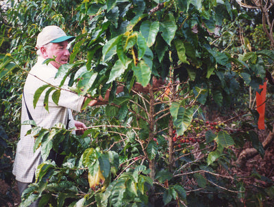 Dave examining coffee plant