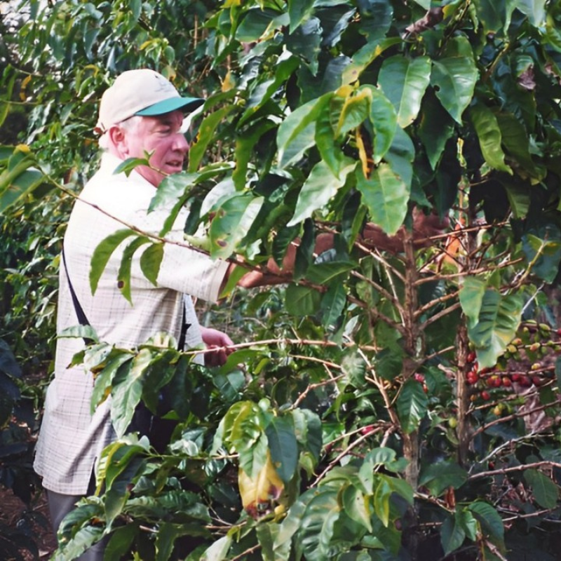 A man with a warm smile, wearing a baseball hat and a light shirt, carefully handpicks ripe coffee cherries from a lush green coffee plant.