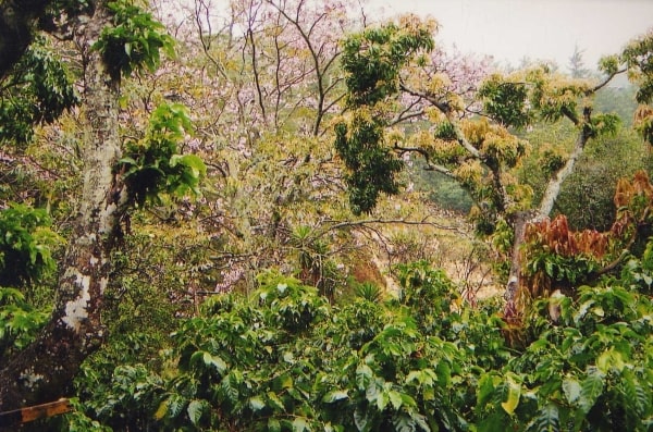 Vista Santa Elena