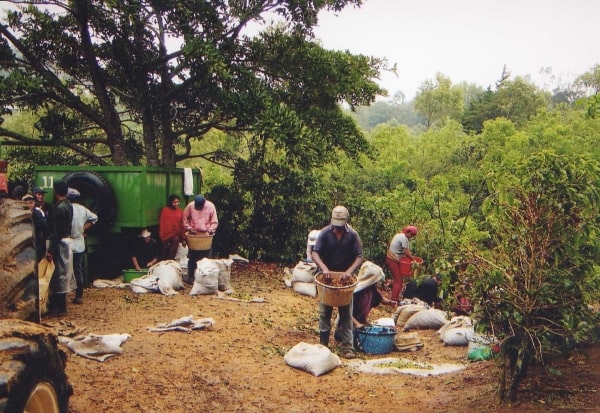 Harvesting in Vista Santa Elena